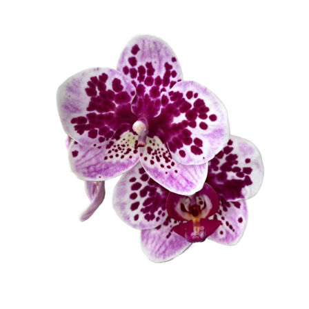 Phalaenopsis 'El Salvador' (Mor Orkide)