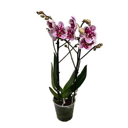 Phalaenopsis 'El Salvador' (Mor Orkide)