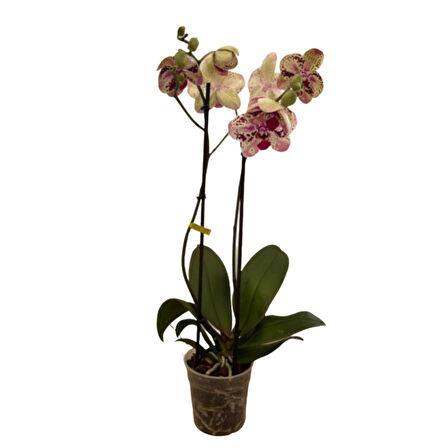 Phalaenopsis 'Frontera' (Pembe Orkide)