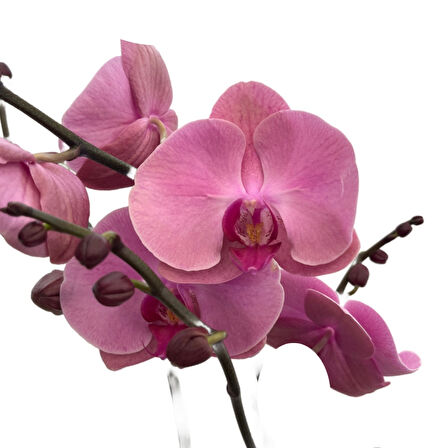 Phalaenopsis 'Kumi' (Pembe Orkide)