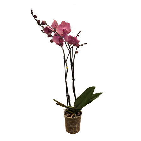 Phalaenopsis 'Kumi' (Pembe Orkide)
