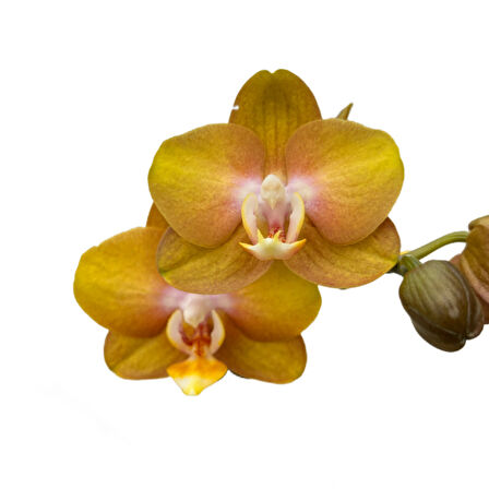 Phalaenopsis 'Las Vegas' (Sarı Orkide)