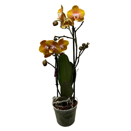 Phalaenopsis 'Las Vegas' (Sarı Orkide)