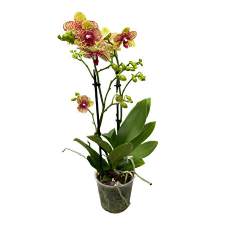 Phalaenopsis 'Wild Geel' (Sarı Orkide)