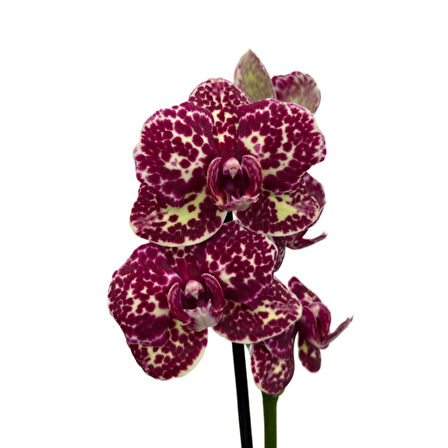 Phalaenopsis 'Wild Cat' (Bordo Orkide)