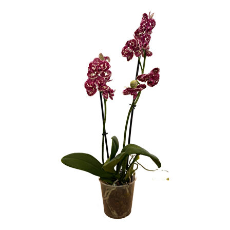 Phalaenopsis 'Wild Cat' (Bordo Orkide)