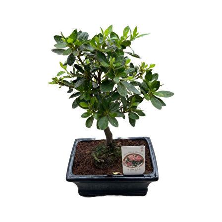 Bonsai - Azalea