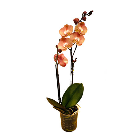 Phalaenopsis 'Suki' (Turuncu Orkide)