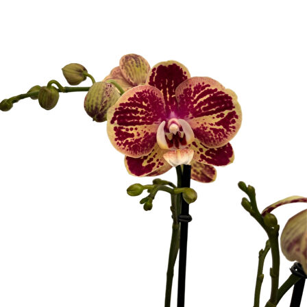 Phalaenopsis 'Spears' (Bordo Orkide)