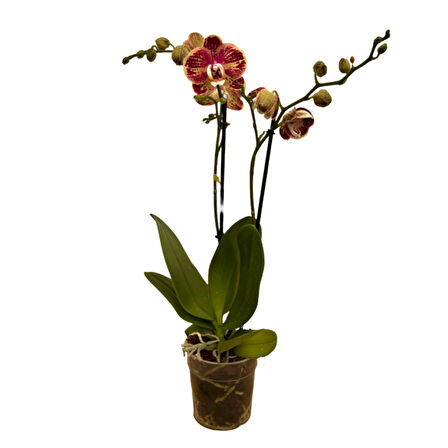 Phalaenopsis 'Spears' (Bordo Orkide)