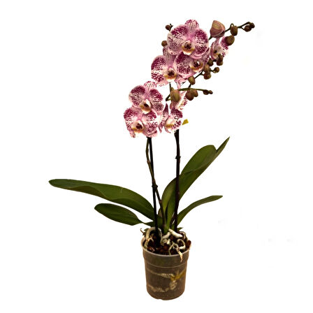Phalaenopsis 'Sorano' (Pembe Orkide)