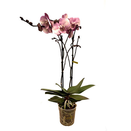 Phalaenopsis 'Rosa Pastello' (Pembe Orkide)
