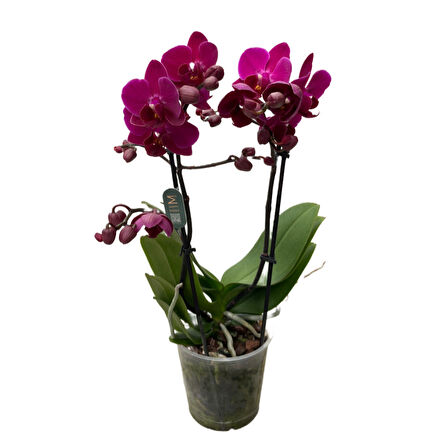 Phalaenopsis 'Morelia' (Fuşya Orkide)