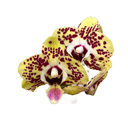 Phalaenopsis 'Orient Express' (Sarı Orkide)