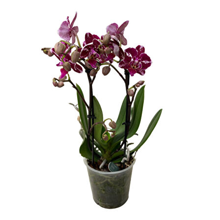 Phalaenopsis 'Purple Selina' (Mor Orkide)