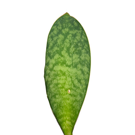 Sansevieria Masoniana 'Congo' (Paşa Kılıcı)