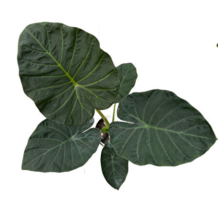 Alocasia 'Regal Shield' (Fil Kulağı)