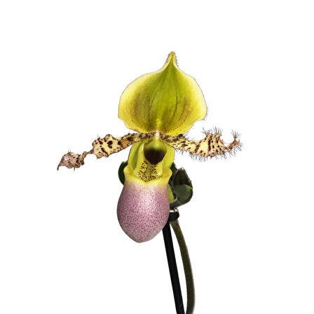 Paphiopedilum Liemianum (Terlik Orkide)