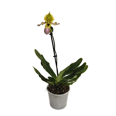 Paphiopedilum Liemianum (Terlik Orkide)