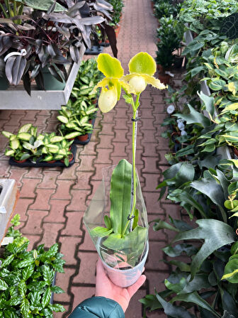 Paphiopedilum Primulinum (Terlik Orkide)