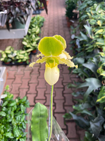 Paphiopedilum Primulinum (Terlik Orkide)