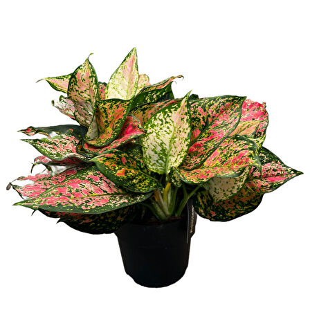 Aglaonema 'Dud Unyamanee' (Çin Herdemyeşili)