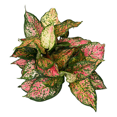 Aglaonema 'Dud Unyamanee' (Çin Herdemyeşili)