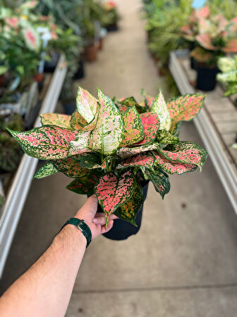 Aglaonema 'Dud Unyamanee' (Çin Herdemyeşili)