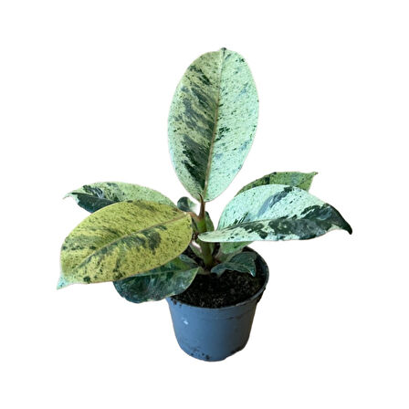 Ficus Elastica 'Shivereana' (Kauçuk Çiçeği)