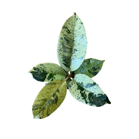 Ficus Elastica 'Shivereana' (Kauçuk Çiçeği)