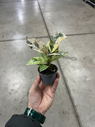 Ficus Elastica 'Shivereana' (Kauçuk Çiçeği)