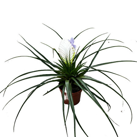 Tillandsia Cyanea 'Biancini' (Hava Bitkisi)