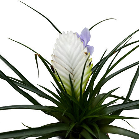 Tillandsia Cyanea 'Biancini' (Hava Bitkisi)