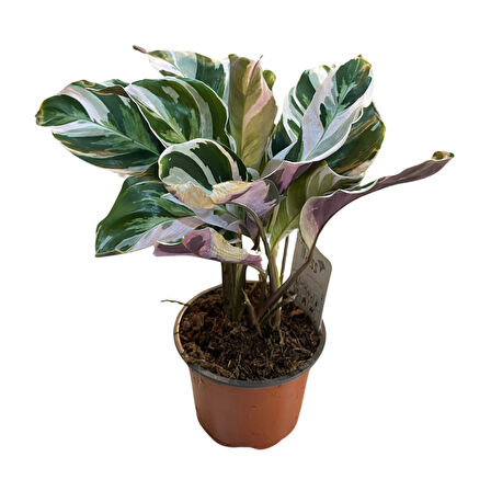 Calathea 'Fusion White' (Dua Çiçeği)