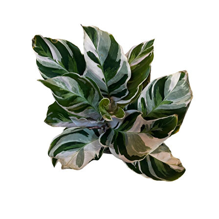 Calathea 'Fusion White' (Dua Çiçeği)