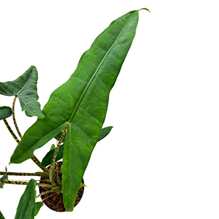 Alocasia Tigrina (Fil Kulağı)