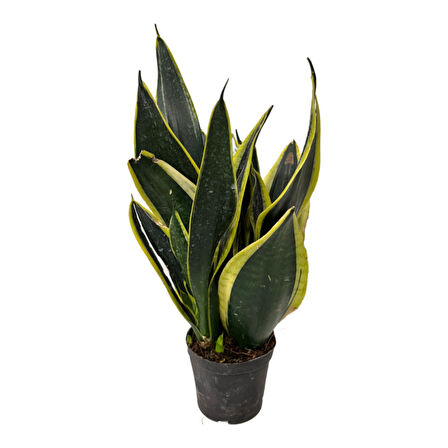 Sansevieria 'Black Gold' (Paşa Kılıcı)
