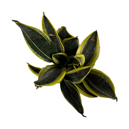 Sansevieria 'Black Gold' (Paşa Kılıcı)