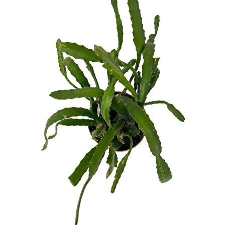 Epiphyllum 'Red Tip' (Atlas Çiçeği)