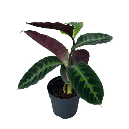 Calathea Warscewiczii (Dua Çiçeği)