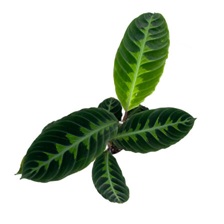 Calathea Warscewiczii (Dua Çiçeği)