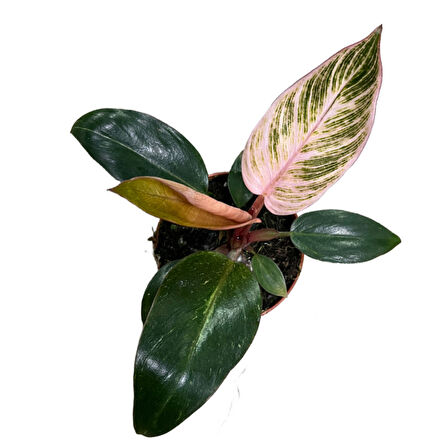 Philodendron Birkin 'Pink Blush'