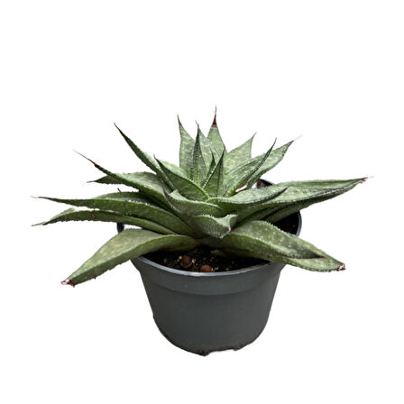 Aloe Wonder (Kaktüs)