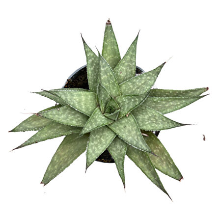 Aloe Wonder (Kaktüs)