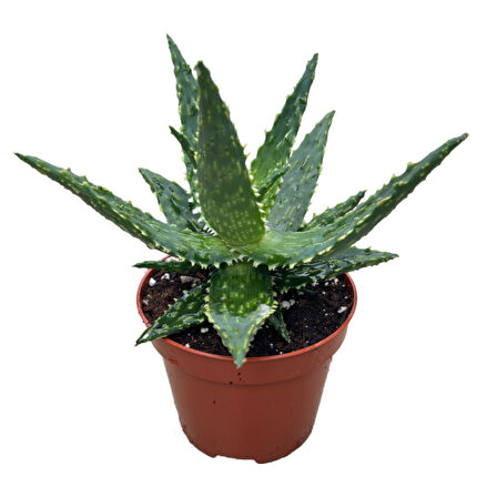 Aloe 'Thiba' (Kaktüs)