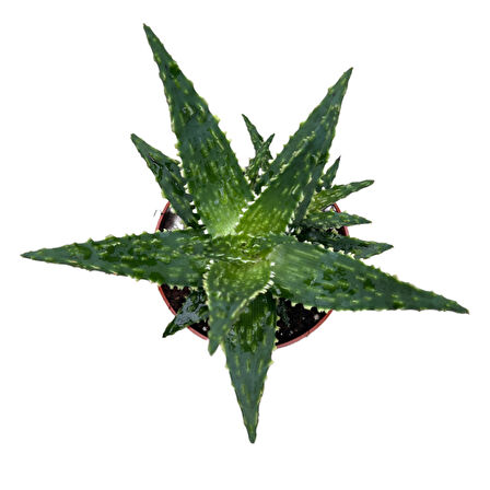 Aloe 'Thiba' (Kaktüs)