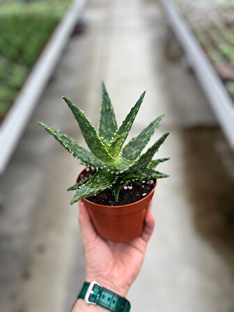 Aloe 'Thiba' (Kaktüs)