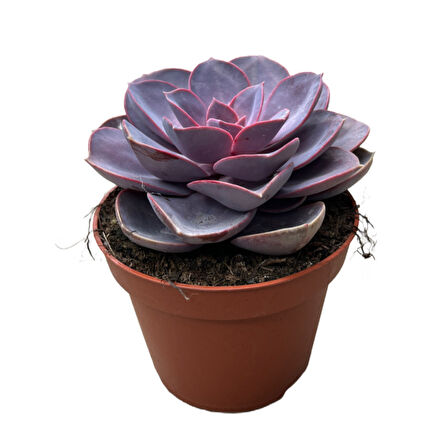 Echeveria Gibbiflora 'Purple Pearl' (Sukulent)