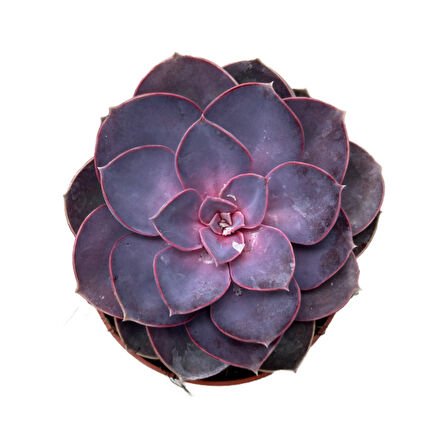 Echeveria Gibbiflora 'Purple Pearl' (Sukulent)
