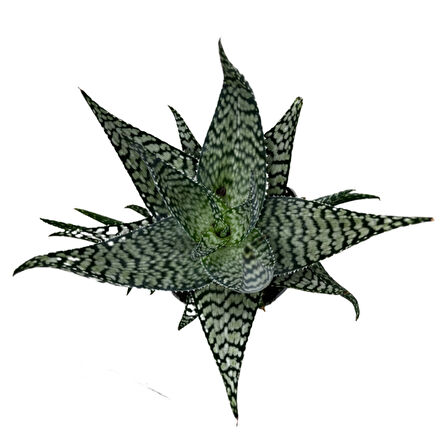 Aloe 'Bronze Lizard' (Kaktüs)